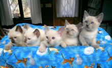 Gccf Registered - Full Pedigree Ragdoll Kittens