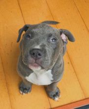 🟥🍁🟥 CANADIAN BLUE NOSE AMERICAN PITBULL TERRIER 🐶PUPPIES 650$🐕🐕