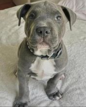🟥🍁🟥 CANADIAN BLUE NOSE AMERICAN PITBULL TERRIER 🐶PUPPIES 650$🐕🐕