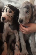male and female english bulldog puppies contact us at oj557391@gmail.com