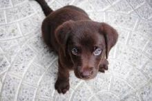 social and lovely Labrador Retriever puppies