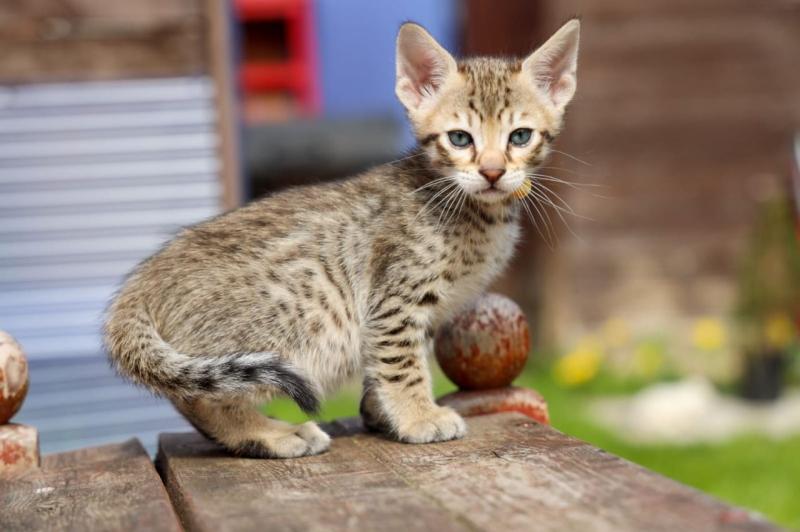 Savannah F5sbt Male Kitten Image eClassifieds4u