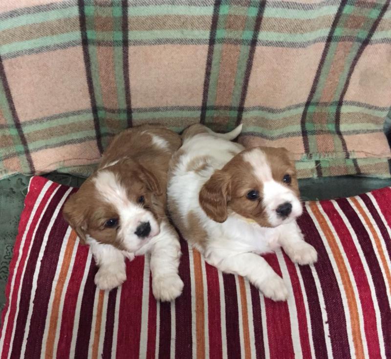 fantastic litter King Charles Cavalier Image eClassifieds4u