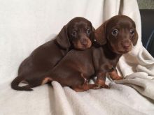 dachshunds puppies ready to go now