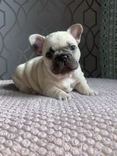 french bulldog beautiful