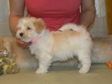 Swee Havanese Puppies available for adoption.
