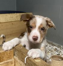 Beautiful Border Collie Puppies