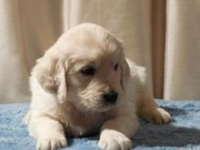 Beautiful Golden Retriever Puppies