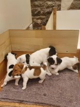 Jack Russel Puppies For Sale Now Ready To Leave