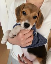 LOVABLE CKC BEAGLE PUPPIES FOR ADOPTION