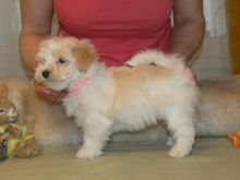 LOVELY AND CHARMING HAVANESE PUPPIES AVAILABLE