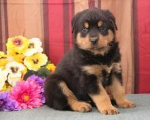 🟥🍁🟥 POTTY TRAINED 💗 ROTTWEILER 🐕🐕 PUPPIES 650$🟥🍁🟥