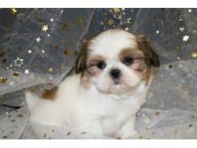 Purebred Shih Tzu Puppies