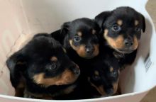 Stunning Quality Rottweiler Puppies