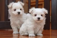 🟥🍁🟥 TWO HEALTHY 💗 MALTESE 🐶 PUPPIES 650$🐕🐕