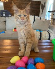 Well Socialized Mainecoons Kittens Available
