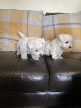 White West Highland Terrier Puppies(only 2 Left)