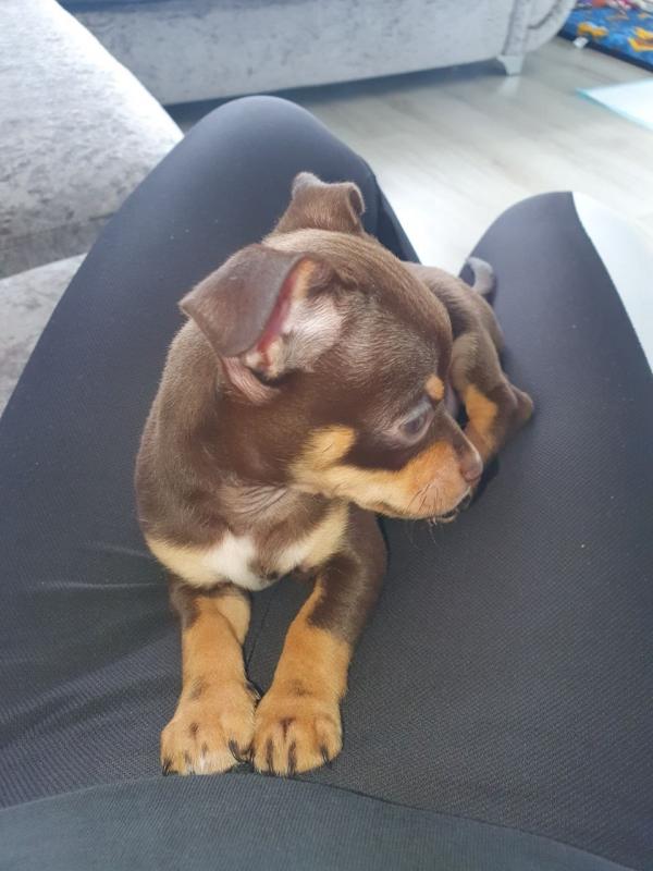 Chocolate Chihuahua Image eClassifieds4u