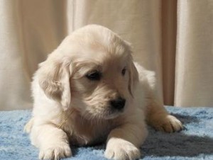 Excellent Golden Retriever Puppies Image eClassifieds4u
