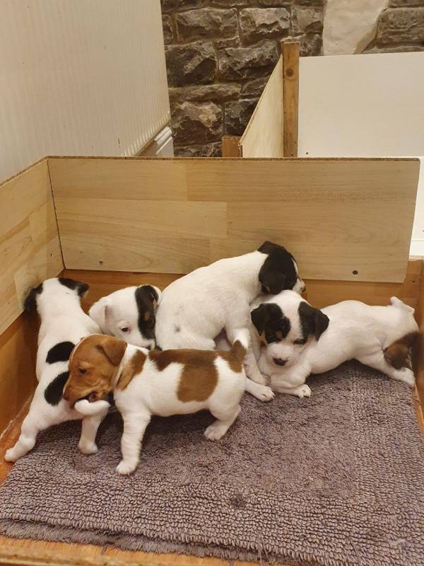 Jack Russel Puppies For Sale Now Ready To Leave Image eClassifieds4u
