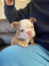 1boy Kc Reg Red And White English Bulldogs Puppies Image eClassifieds4U