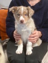 Beautiful Border Collie Puppies Image eClassifieds4u 2