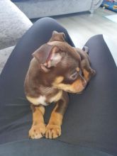 Chocolate Chihuahua Image eClassifieds4U