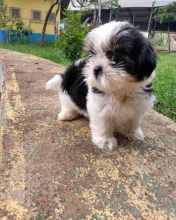 Cute Shih tzu puppies Image eClassifieds4u 2
