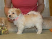 Home raised Havanese puppies for rehoming Image eClassifieds4U