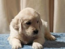 Quality Golden Retriever Puppies Image eClassifieds4U