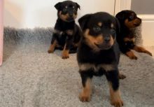 Stunning Quality Rottweiler Puppies Image eClassifieds4U