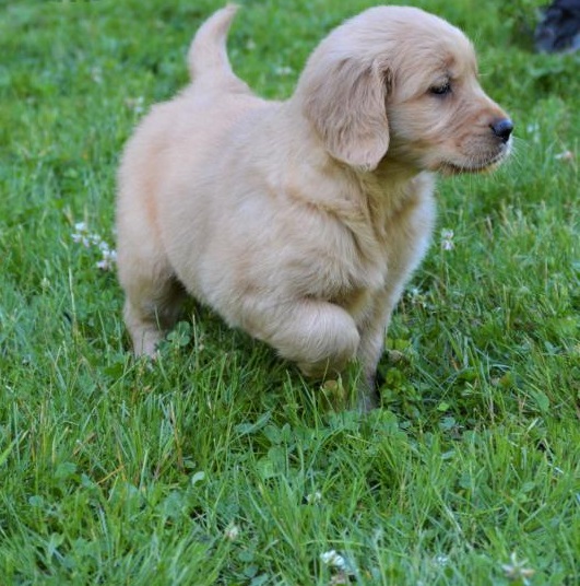 C.K.C MALE AND FEMALE GOLDEN RETRIEVERS PUPPIES AVAILABLE Image eClassifieds4u