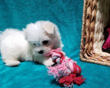 C.K.C MALE AND FEMALE MALTESE Puppies PUPPIES AVAILABLE