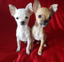 Beautiful Chihuahua puppies for free adoption