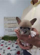 Cute French Bulldog puppies for adoption