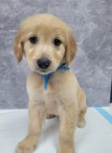 Gorgeous Golden Retriever Puppies Ready for re-homing