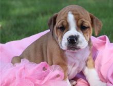 KC registered English bulldog puppies