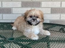 Lhasa Apso Puppies