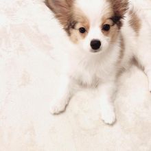 Papillon Puppies for new homes (Solly10ange@gmail.com)
