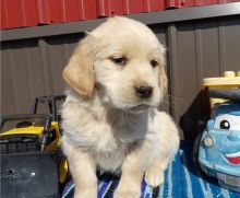 registered male and female Golden Retriever Puppies