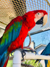 Scarlet Macaw parrots