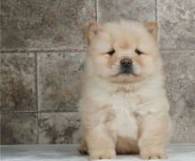 Two males and two females Chow Chow puppies