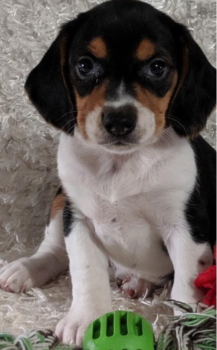 C.K.C MALE AND FEMALE BEAGLE PUPPIES AVAILABLE Image eClassifieds4u