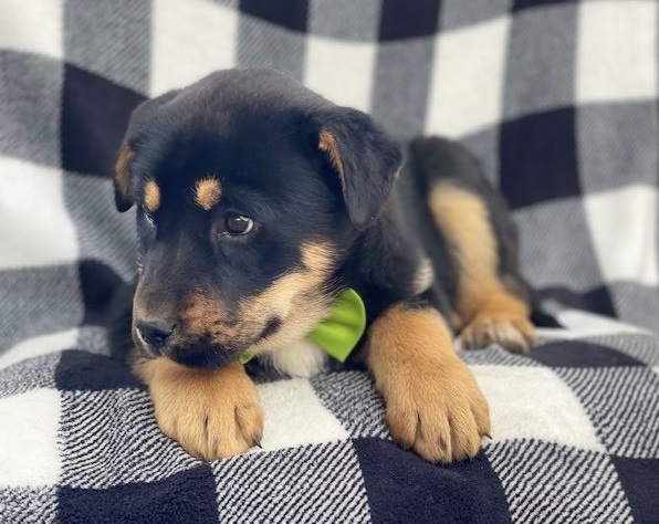 German Shepherd puppies available Image eClassifieds4u