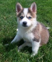 C.K.C MALE AND FEMALE🎄 Pomsky PUPPIES AVAILABLE Image eClassifieds4U