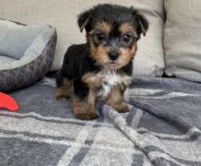 C.K.C MALE AND FEMALE YORKSHIRE TERRIER PUPPIES AVAILABLE Image eClassifieds4U