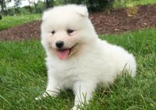 C.K.C MALE AND FEMALE SAMOYED PUPPIES AVAILABLE Image eClassifieds4U