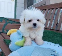Gorgeous Maltese Puppies Ready To ReHOME Image eClassifieds4u 1