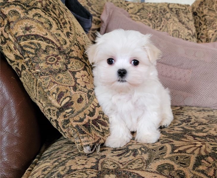 purebred Maltese puppies Image eClassifieds4u