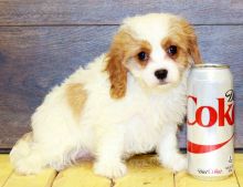 Male and female Cavapoo puppies